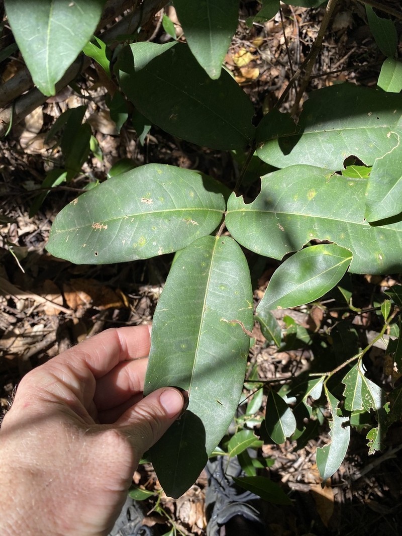 Flindersia bennettii photo 2
