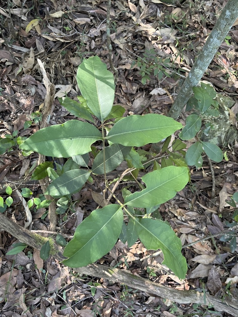 Flindersia bennettii photo 3