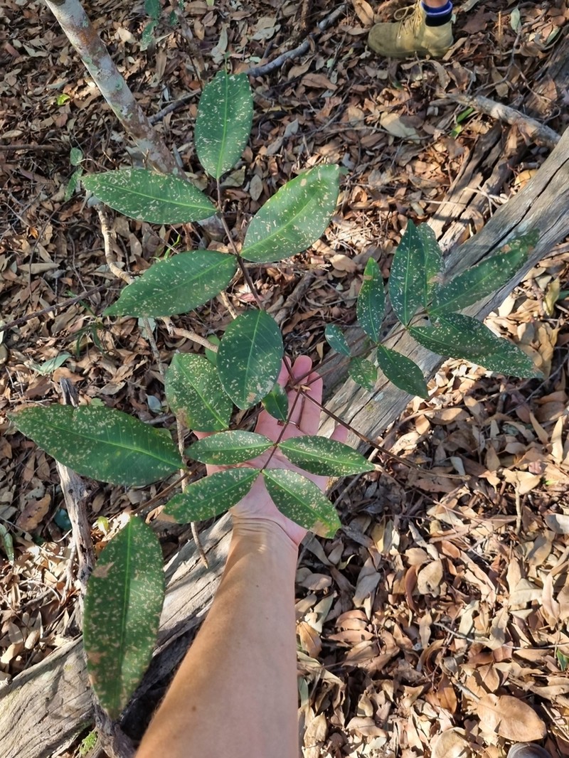 Flindersia bennettii photo 4