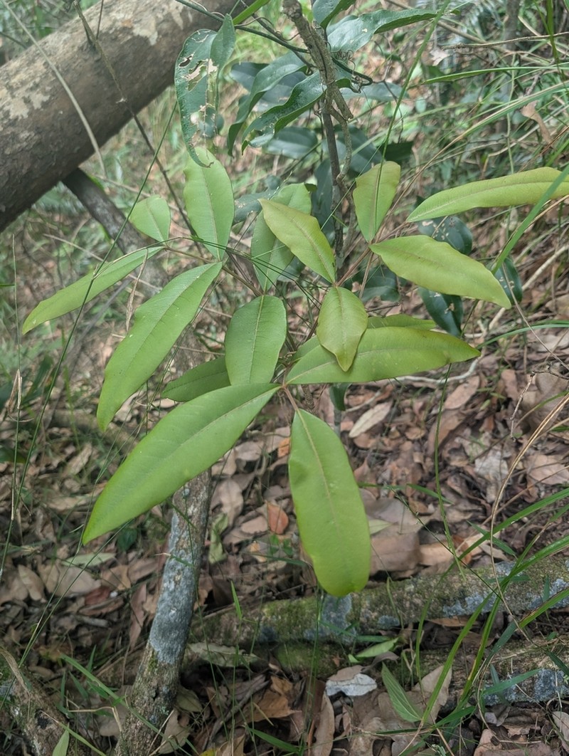 Flindersia bennettii photo 5