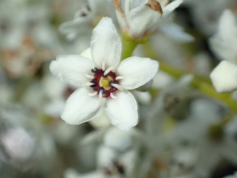 Flindersia bennettii photo 8