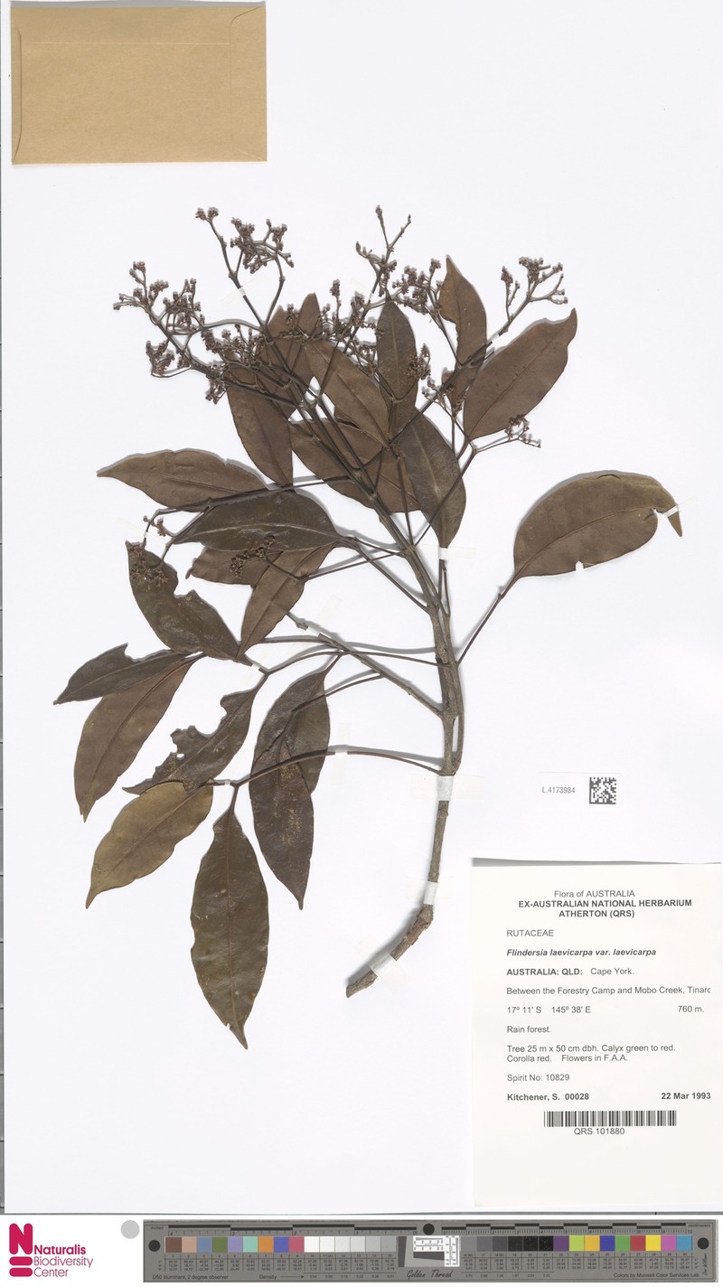Flindersia laevicarpa var. laevicarpa