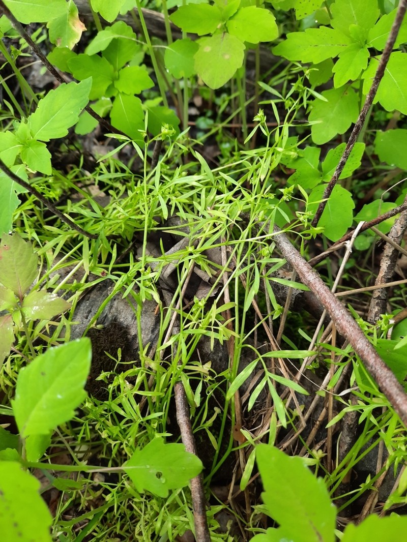 False Mermaidweed