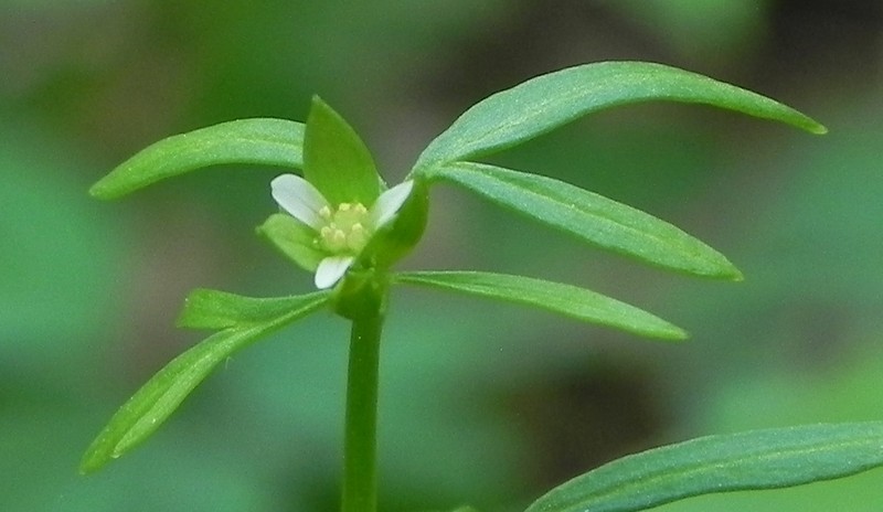 False Mermaidweed photo 2