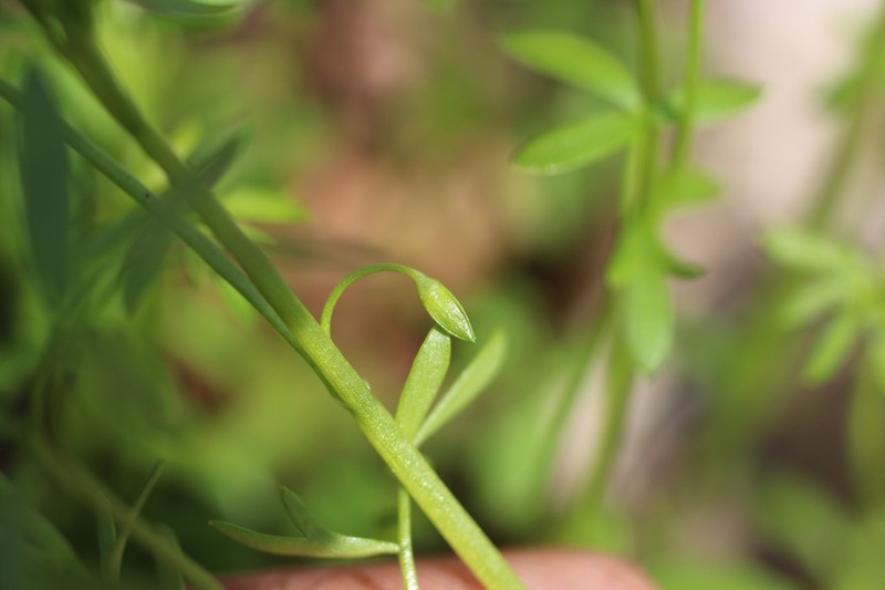 False Mermaidweed photo 3