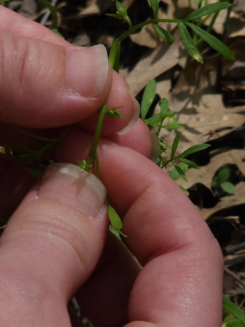 False Mermaidweed photo 4