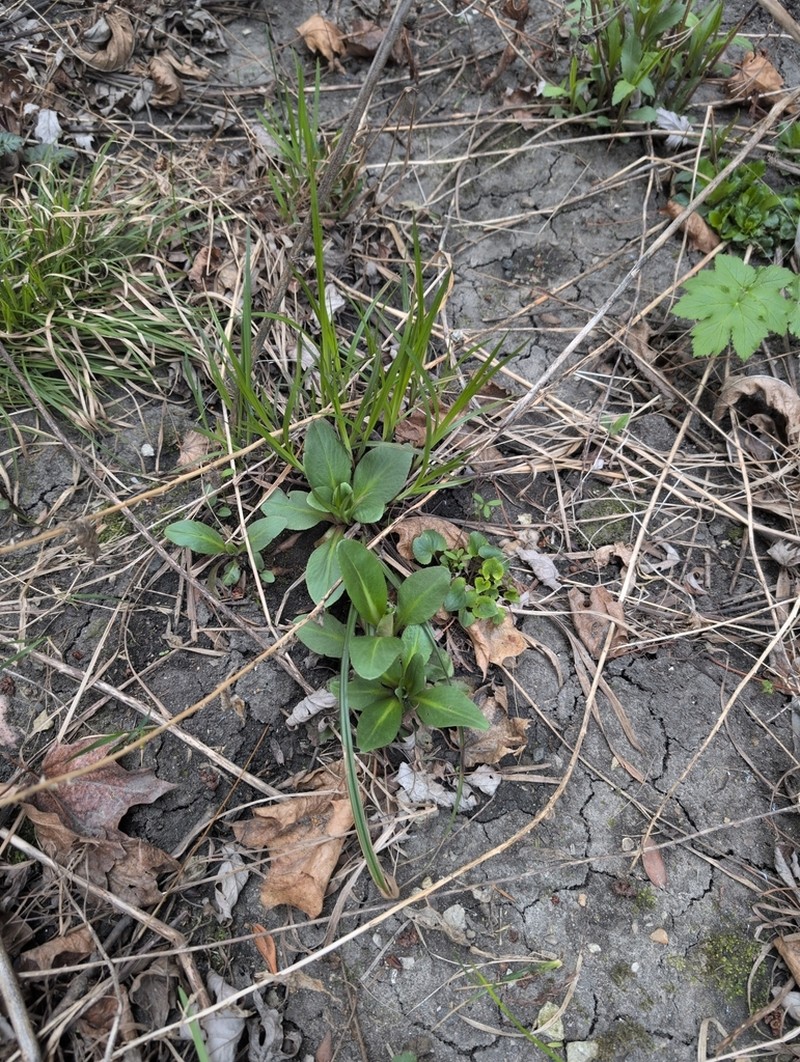 False Mermaidweed photo 5