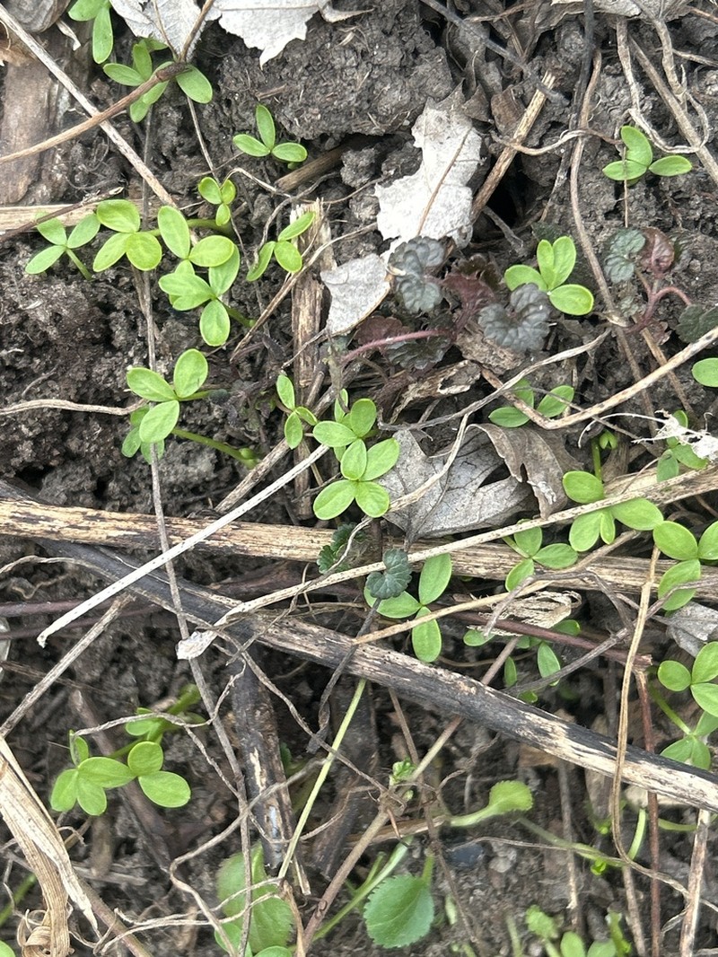 False Mermaidweed photo 6