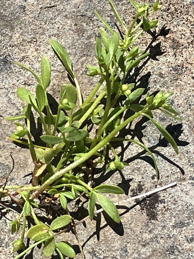 False Mermaidweed photo 7