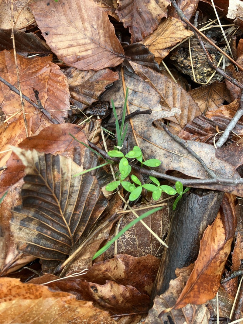 False Mermaidweed photo 8