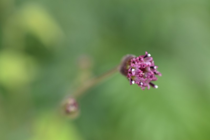 Florestina latifolia