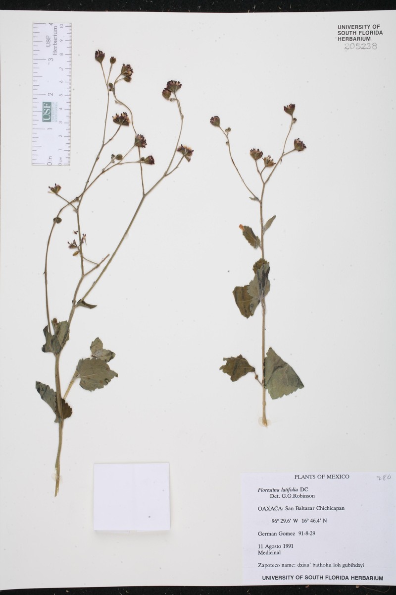 Florestina latifolia photo 6