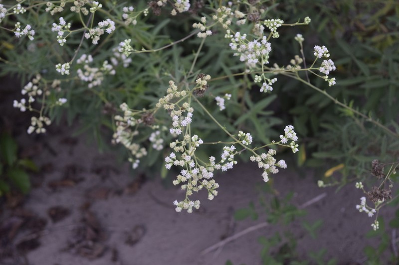 Florestina liebmannii