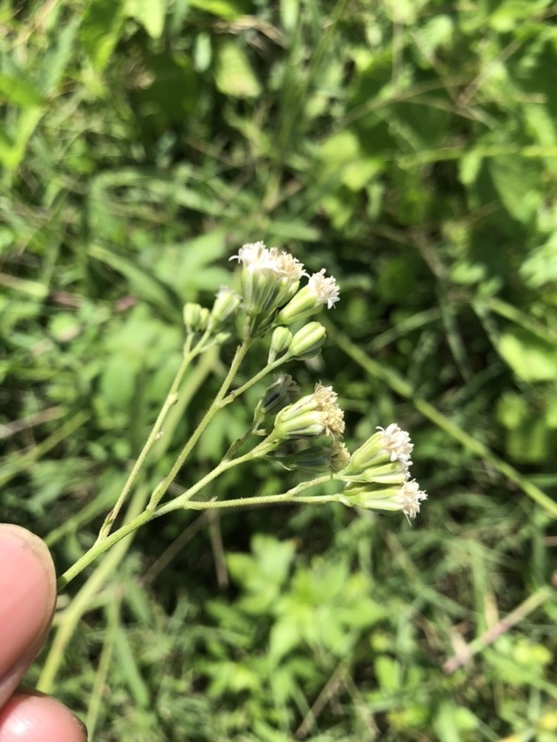 Florestina liebmannii photo 2