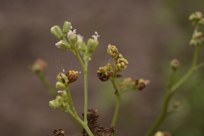 Florestina liebmannii photo 4