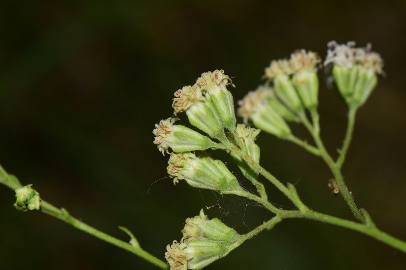 Florestina liebmannii photo 6
