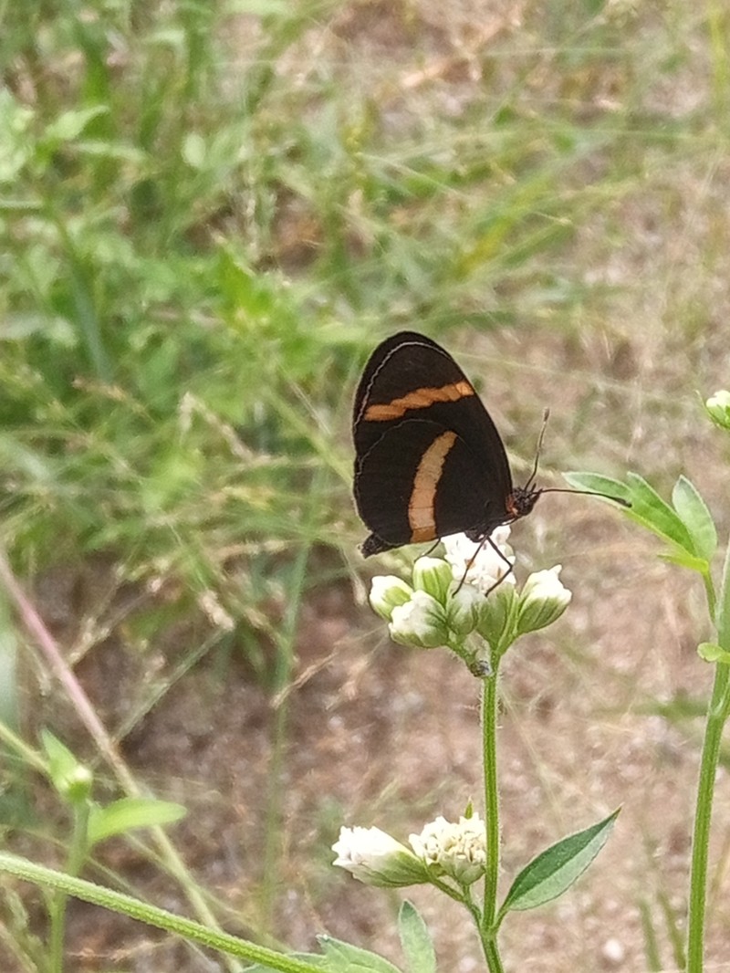 Florestina lobata