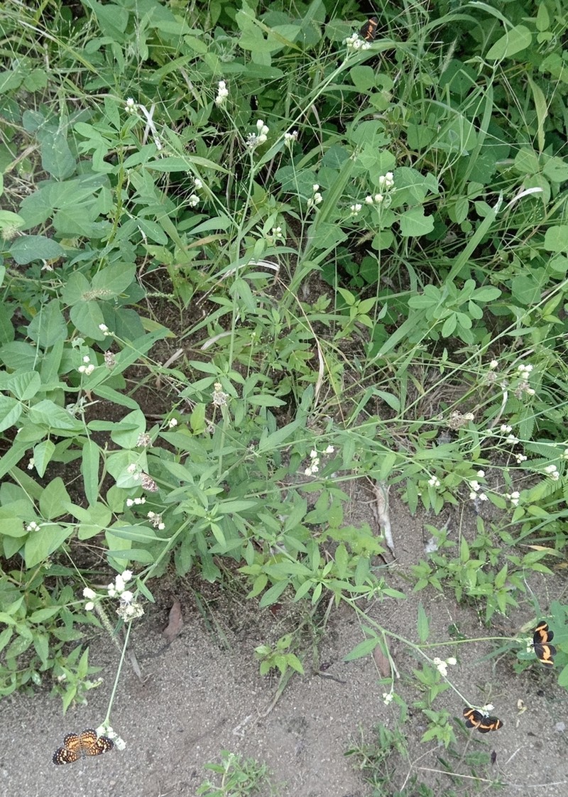 Florestina lobata photo 4