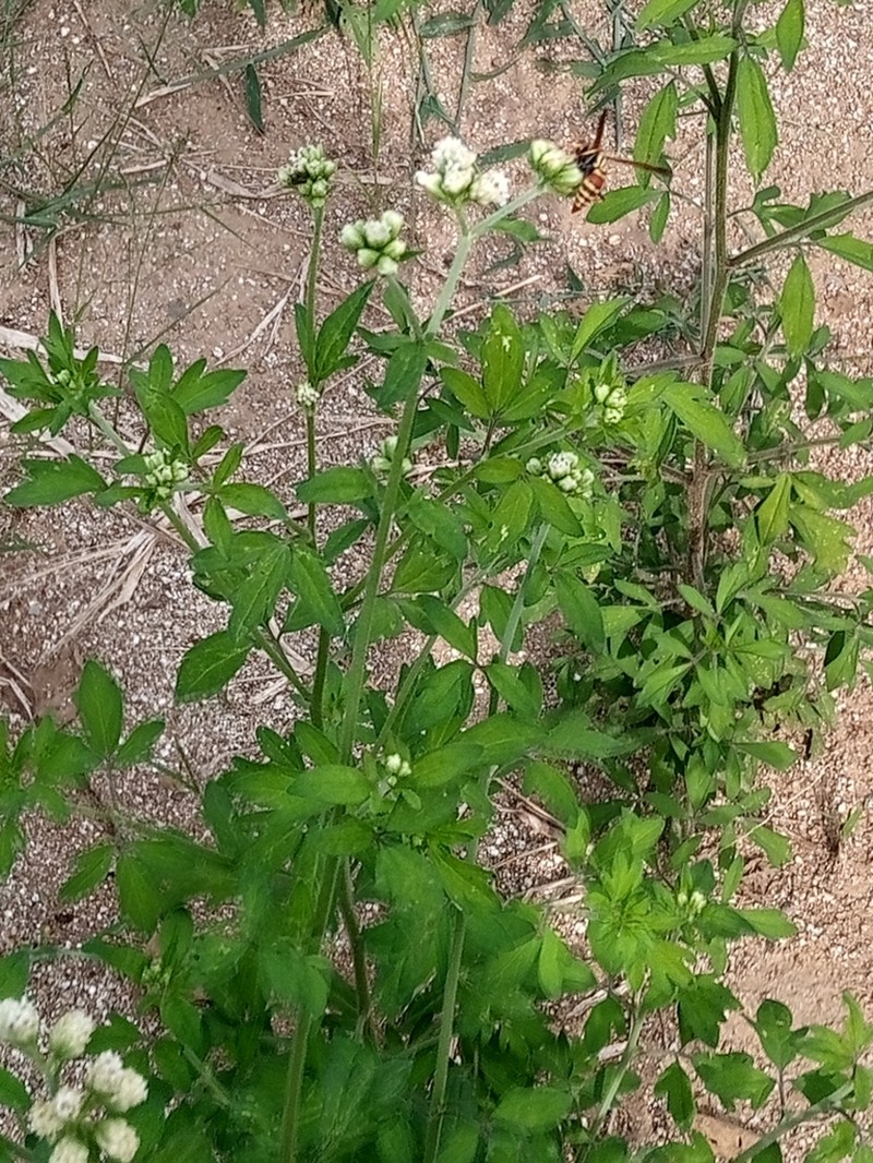 Florestina lobata photo 5