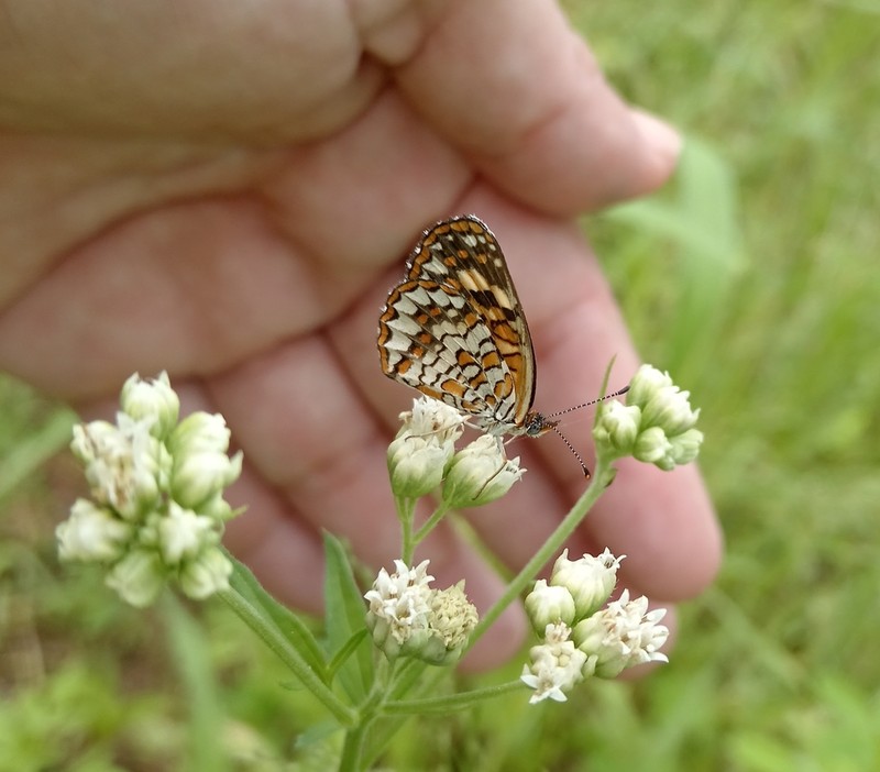 Florestina lobata photo 6