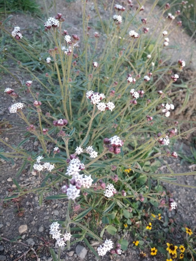 Florestina pedata