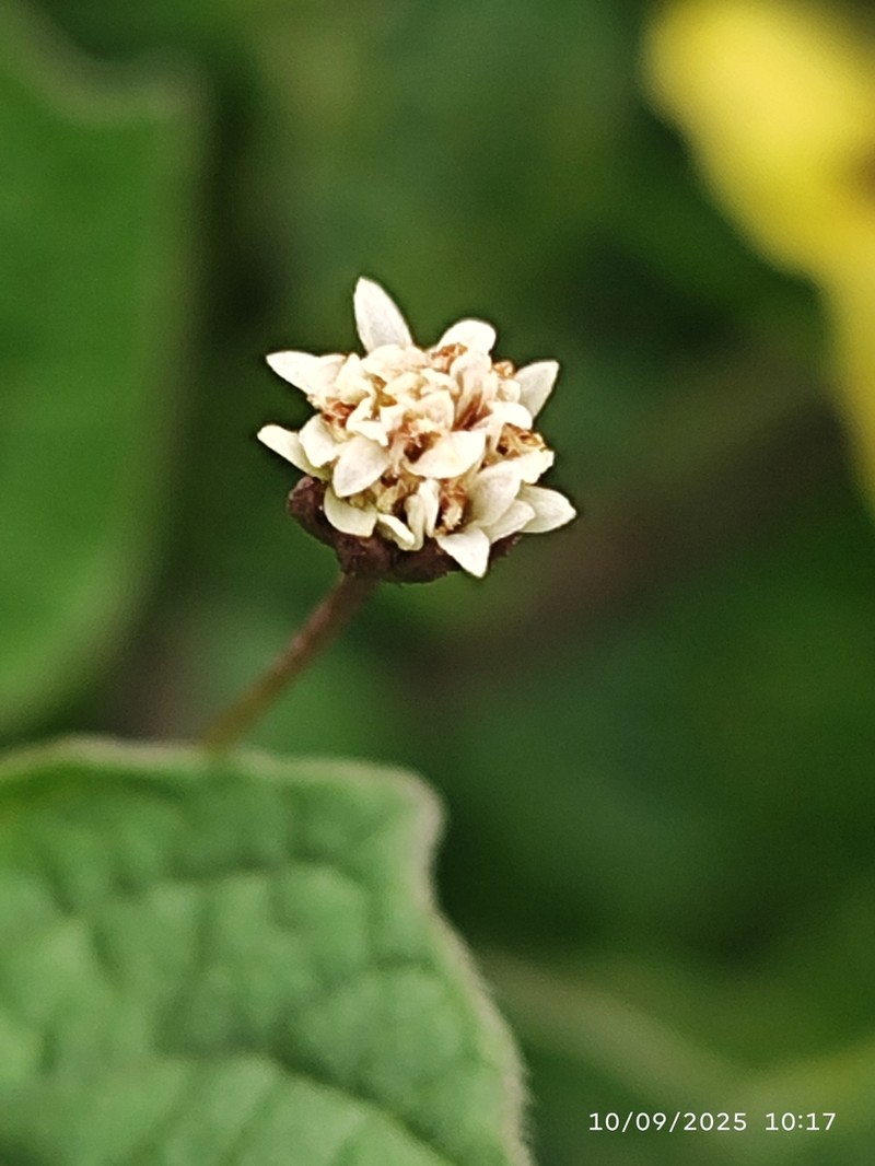 Florestina pedata photo 3