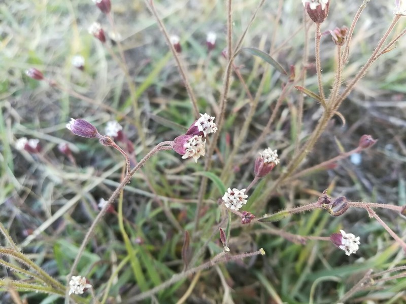 Florestina pedata photo 4
