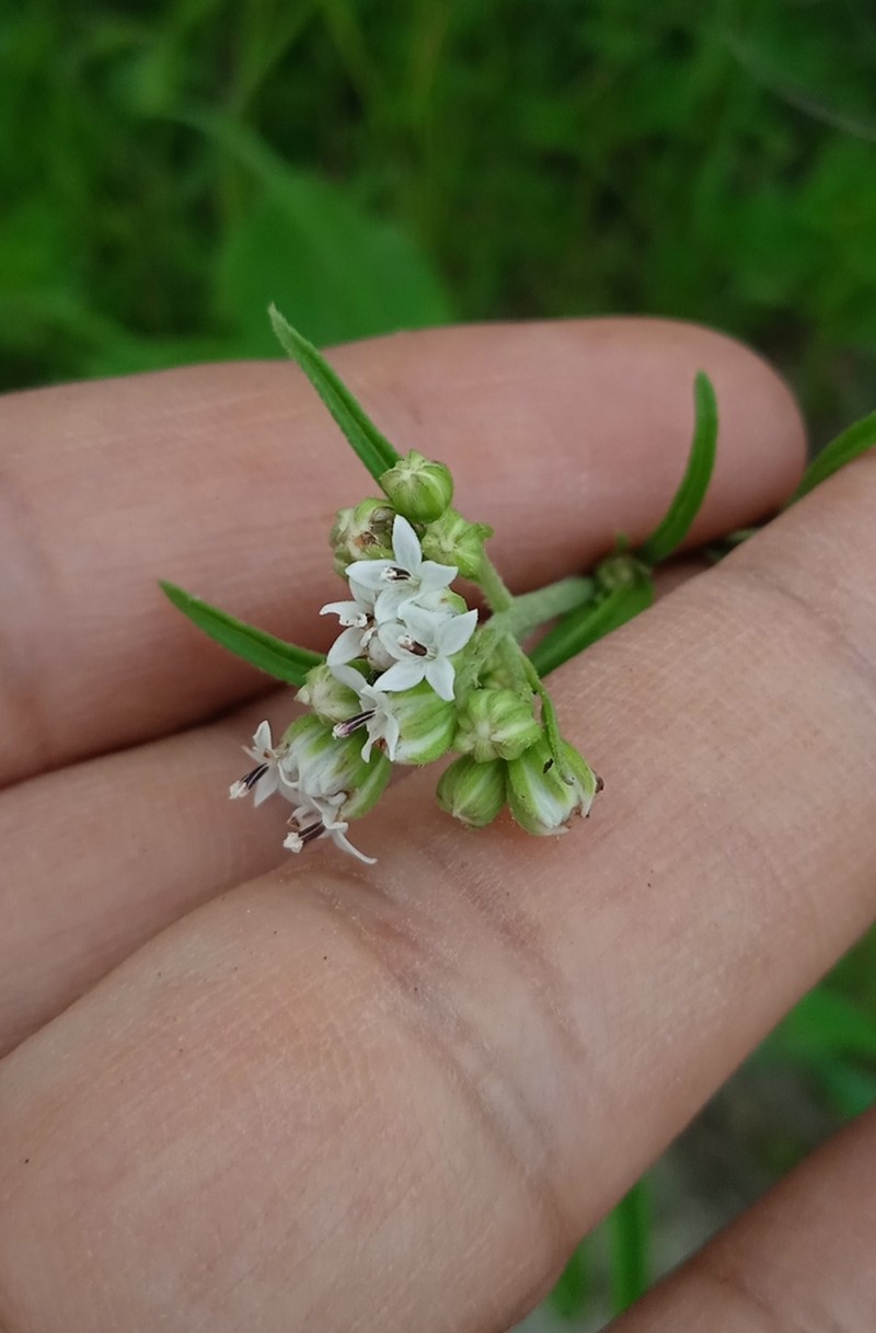 Florestina pedata photo 5