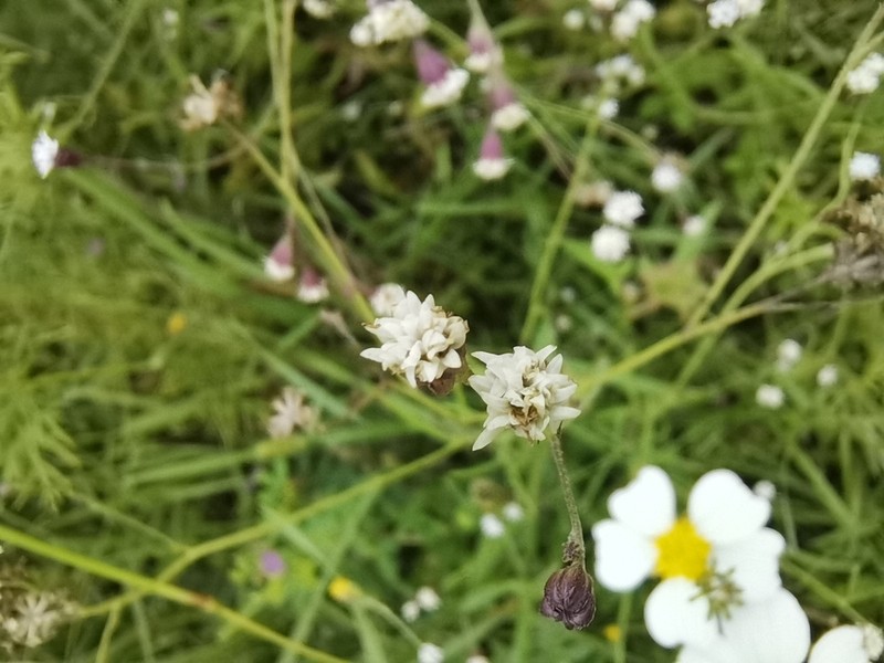 Florestina pedata photo 6