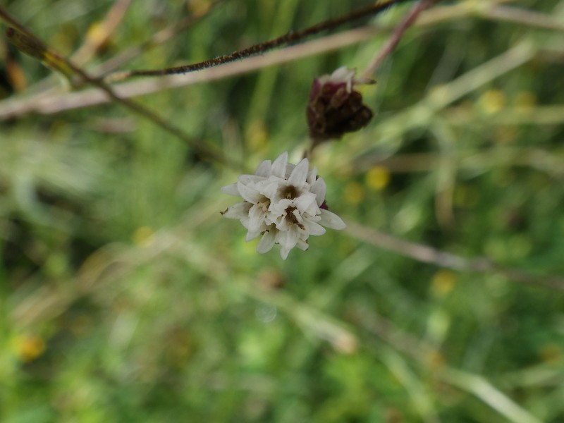 Florestina pedata photo 7