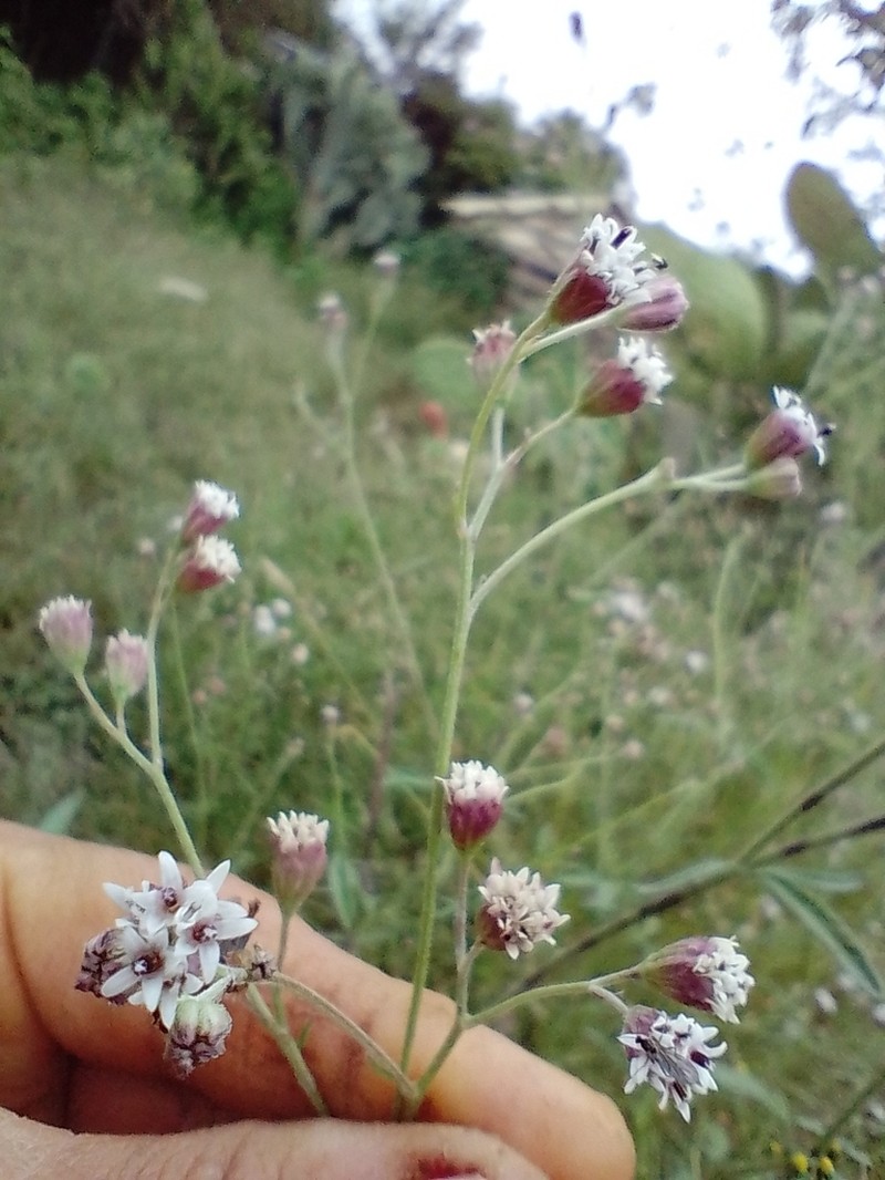 Florestina pedata photo 8