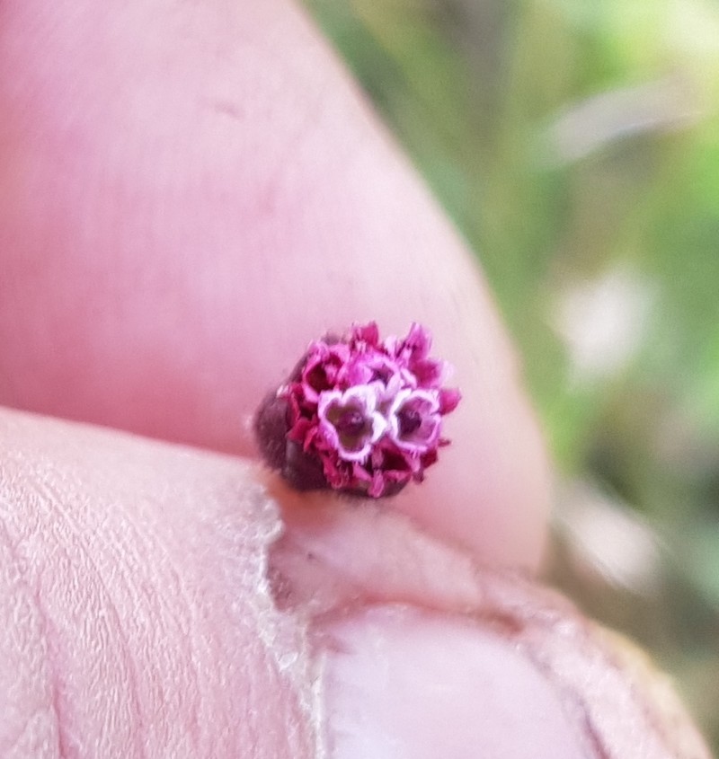 Florestina platyphylla photo 2