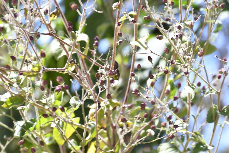 Florestina platyphylla photo 3