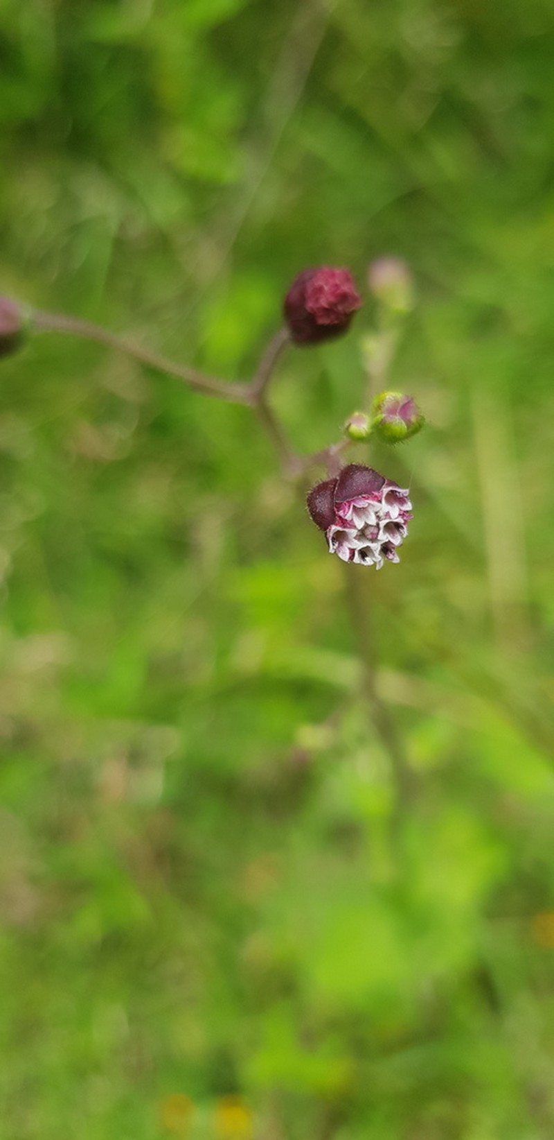 Florestina platyphylla photo 7