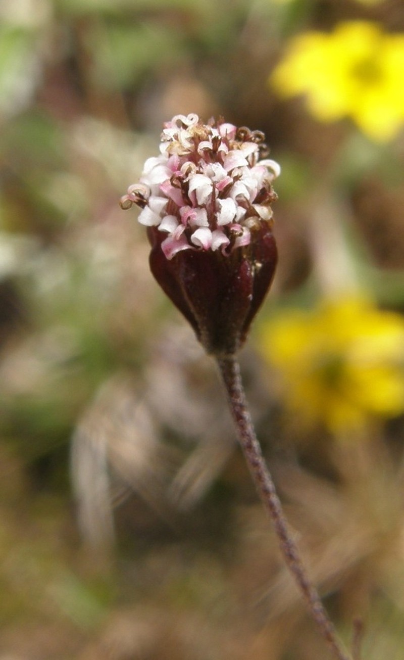 Florestina purpurea