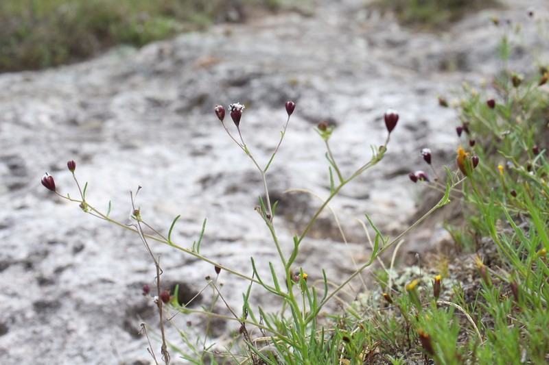 Florestina purpurea photo 2