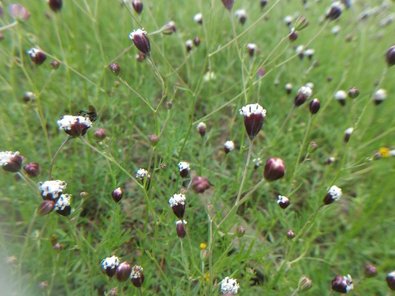 Florestina purpurea photo 5