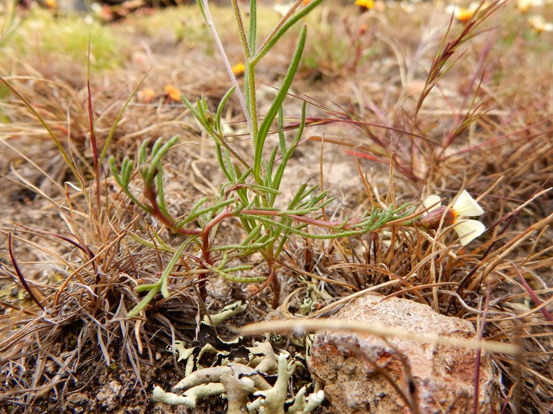 Florestina purpurea photo 6