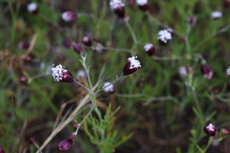 Florestina purpurea photo 7