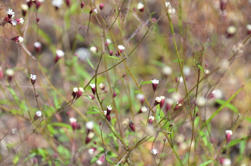 Florestina simplicifolia photo 2