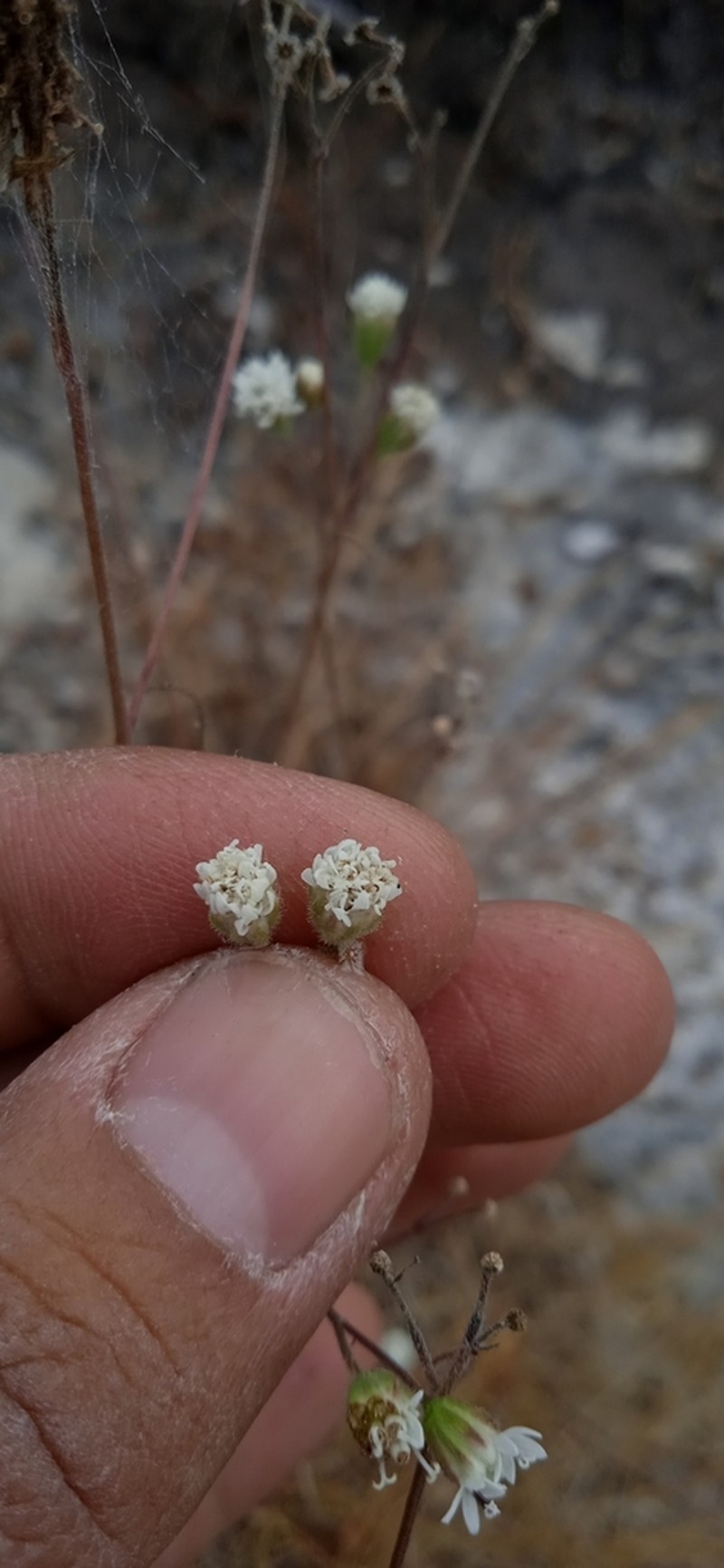 Florestina simplicifolia photo 3