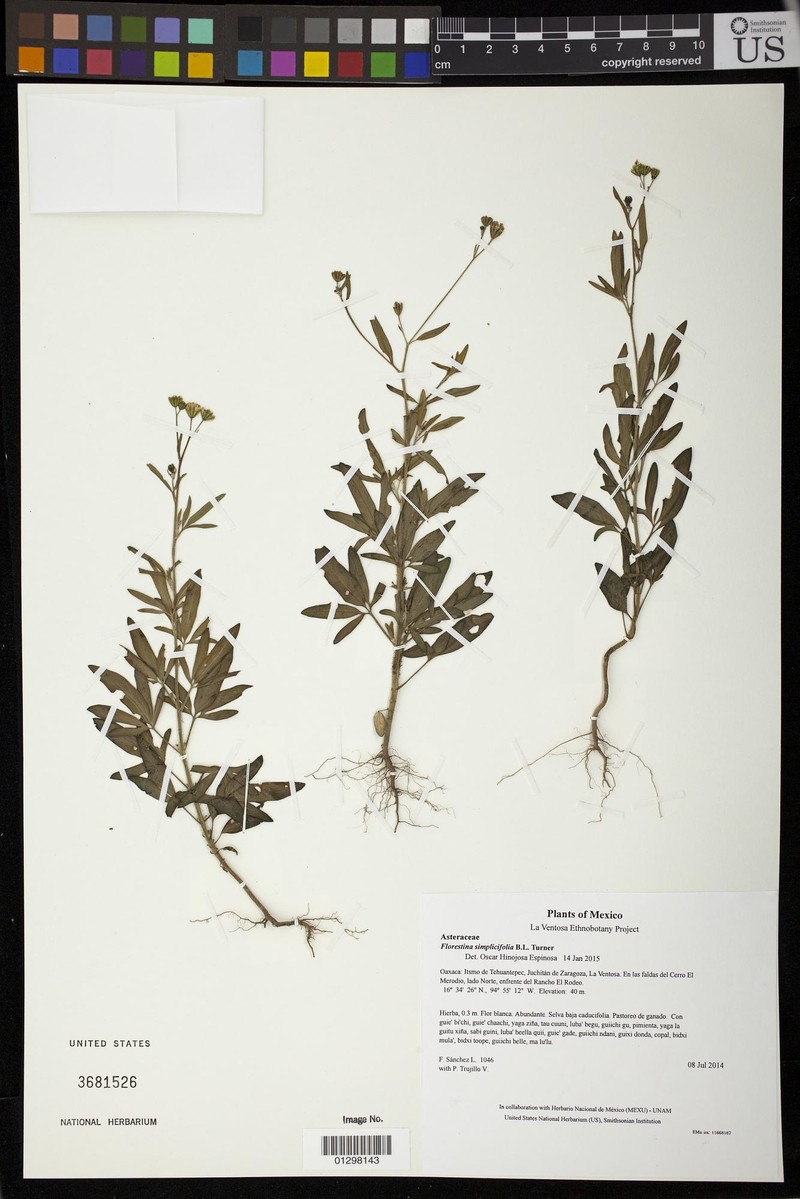 Florestina simplicifolia photo 5