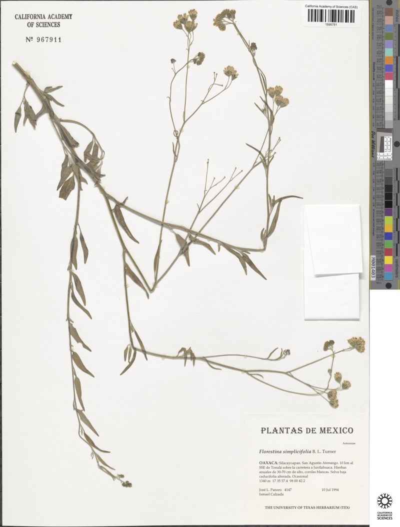 Florestina simplicifolia photo 6