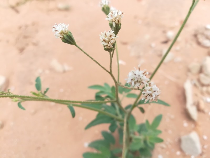 Sticky Florestina
