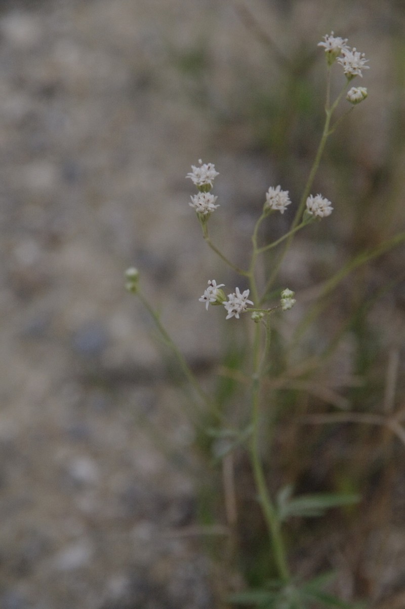Sticky Florestina photo 3