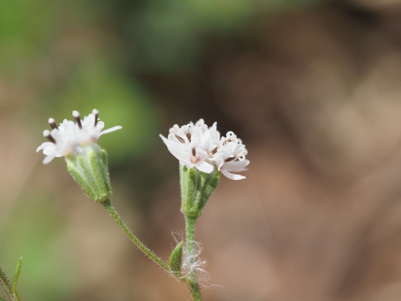 Sticky Florestina photo 4