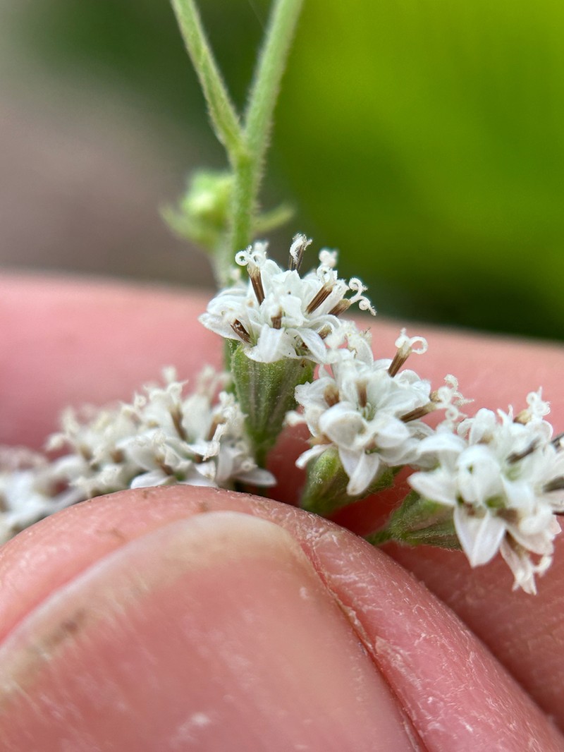 Sticky Florestina photo 5
