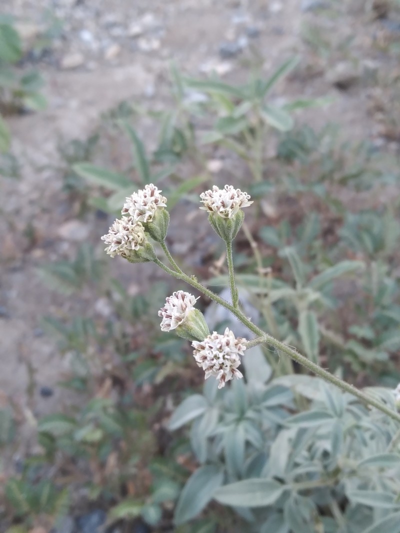 Sticky Florestina photo 7