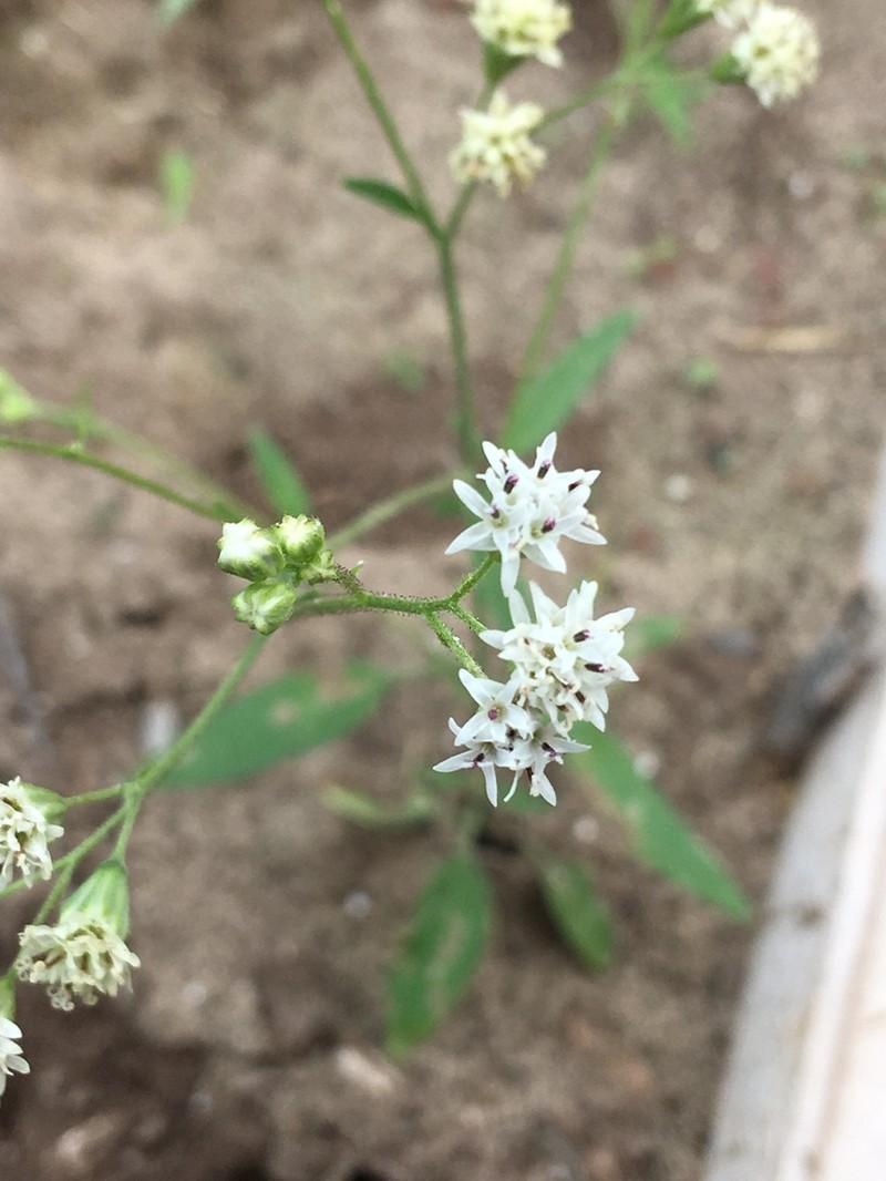 Sticky Florestina photo 8