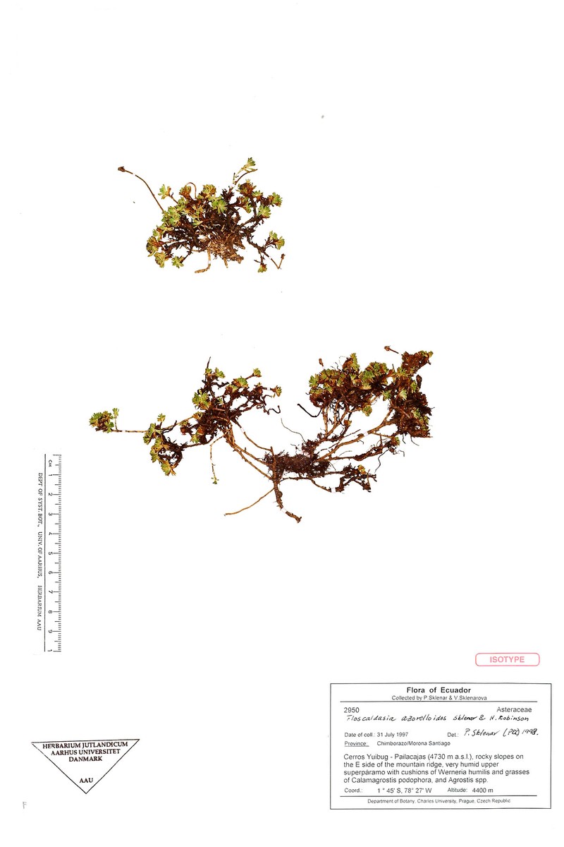 Floscaldasia azorelloides
